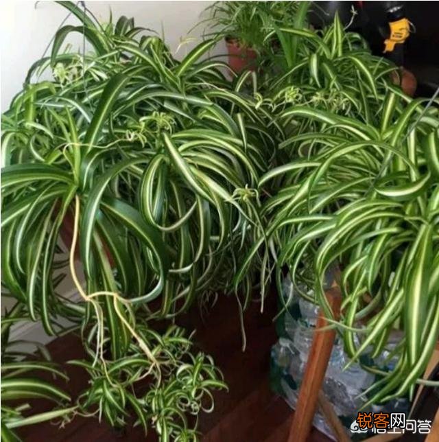 如何修剪吊兰的叶子？