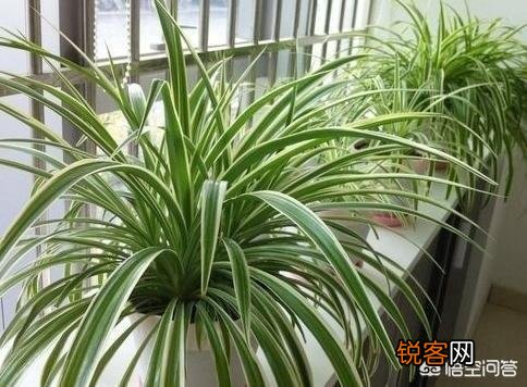 如何修剪吊兰的叶子？
