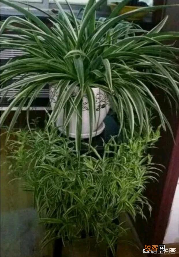 如何修剪吊兰的叶子？