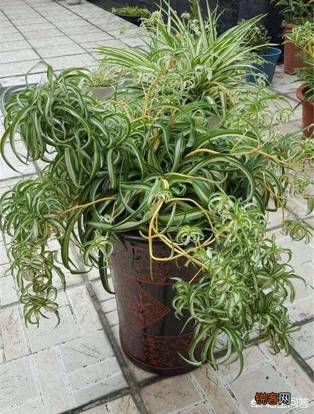 如何修剪吊兰的叶子？