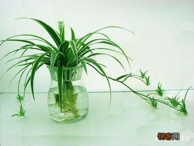 水培植物最好用白开水,还是晒过的自来水？
