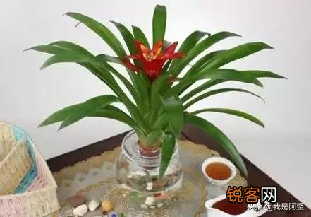 水培植物最好用白开水,还是晒过的自来水？