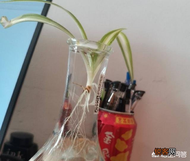水培植物最好用白开水,还是晒过的自来水？