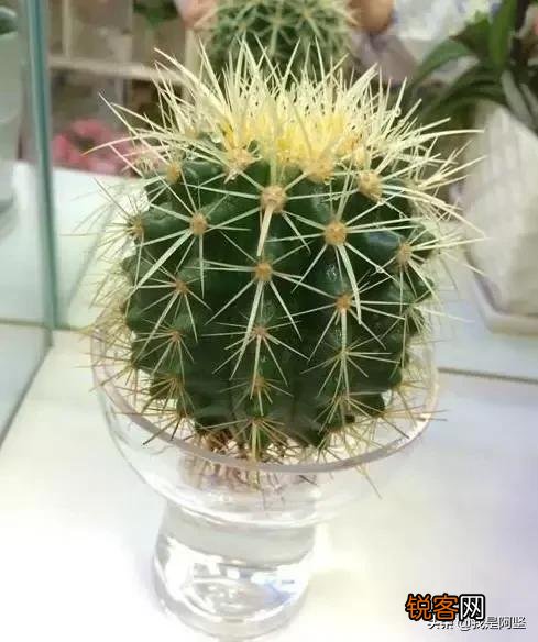 水培植物最好用白开水,还是晒过的自来水？