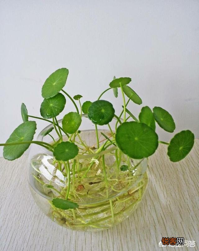 水培植物最好用白开水,还是晒过的自来水？
