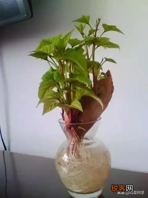 水培植物最好用白开水,还是晒过的自来水？