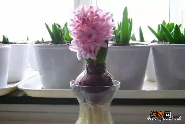 水培植物最好用白开水,还是晒过的自来水？