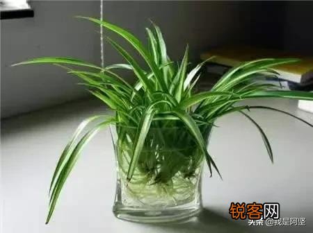 水培植物最好用白开水,还是晒过的自来水？