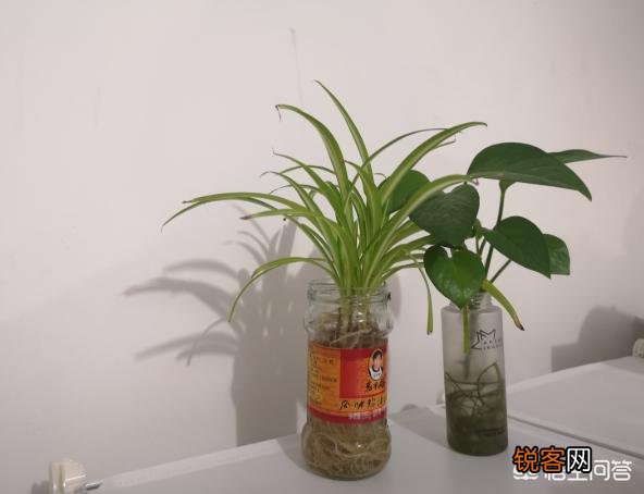 水培植物最好用白开水,还是晒过的自来水？