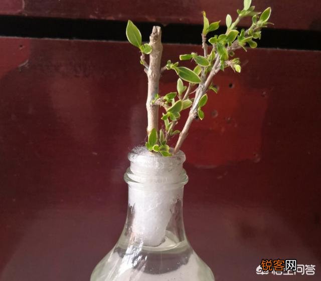 水培植物最好用白开水,还是晒过的自来水？