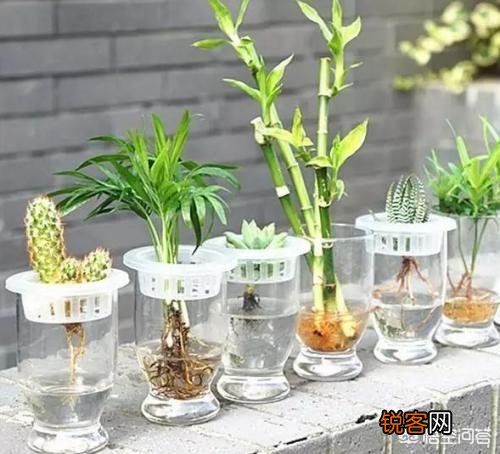 水培植物最好用白开水,还是晒过的自来水？