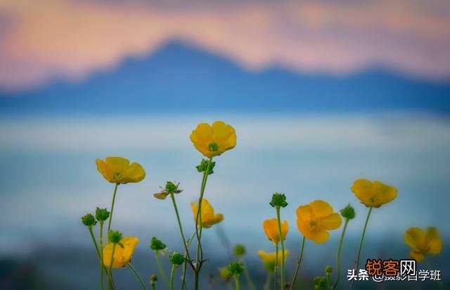 在家中摄影,咋能拍好花朵的照片？