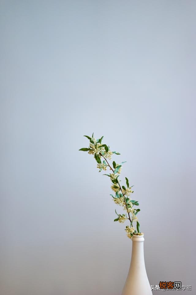 在家中摄影,咋能拍好花朵的照片？