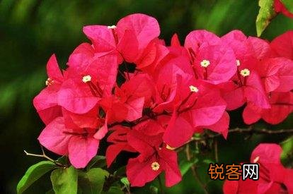 三角梅突然落花落叶,啥原因？怎么救？