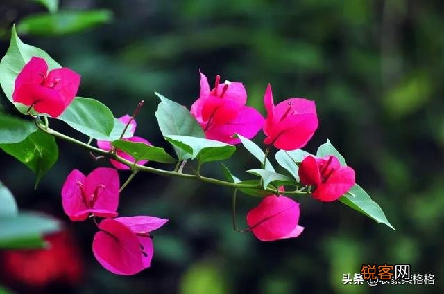 三角梅突然落花落叶,啥原因？怎么救？