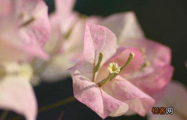 三角梅突然落花落叶,啥原因？怎么救？