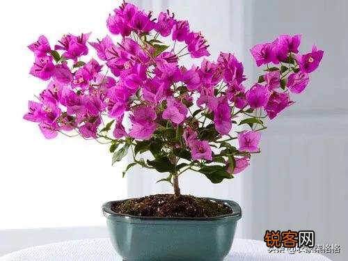 三角梅突然落花落叶,啥原因？怎么救？