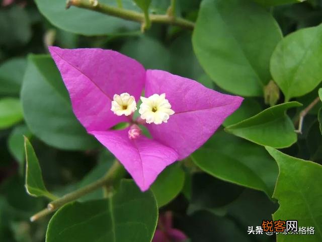 三角梅突然落花落叶,啥原因？怎么救？