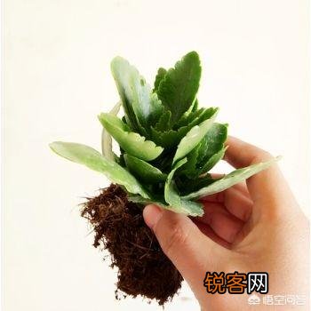 长寿花如何扦插？