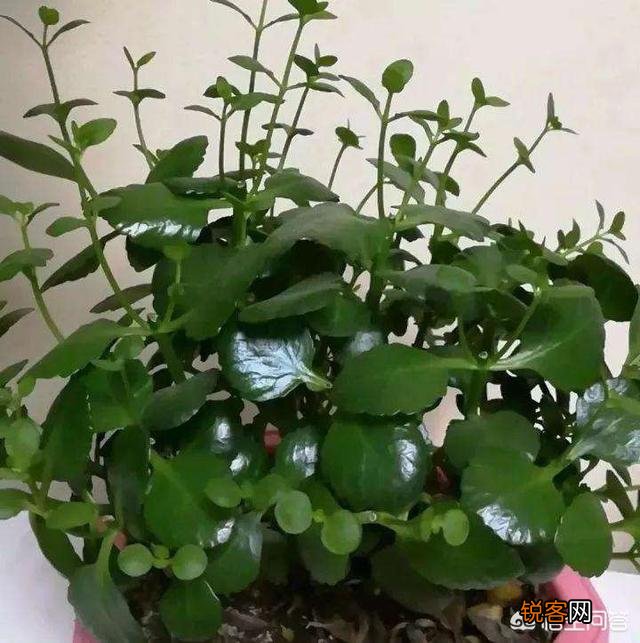 长寿花如何扦插？