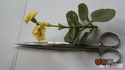 长寿花如何扦插？