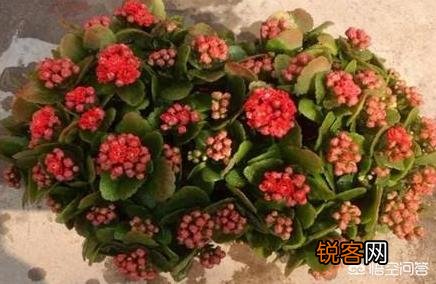 长寿花如何扦插？