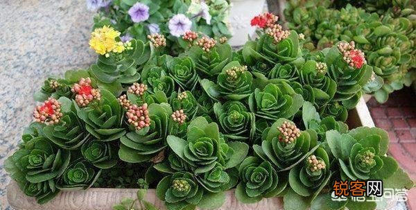 长寿花如何扦插？