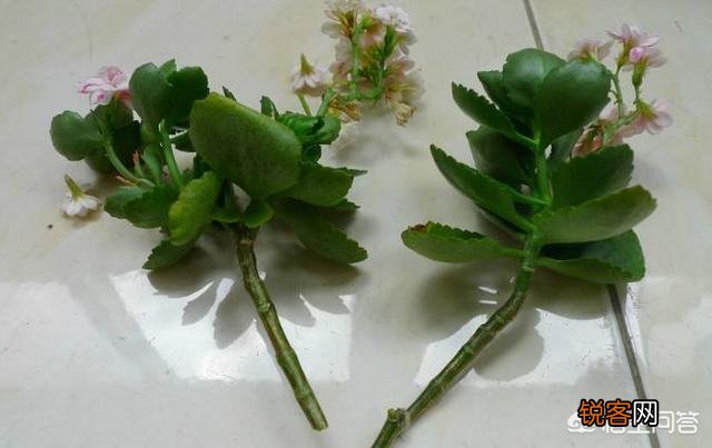 长寿花如何扦插？