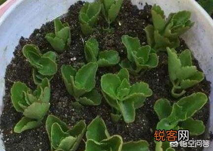 长寿花如何扦插？
