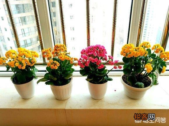 长寿花如何扦插？