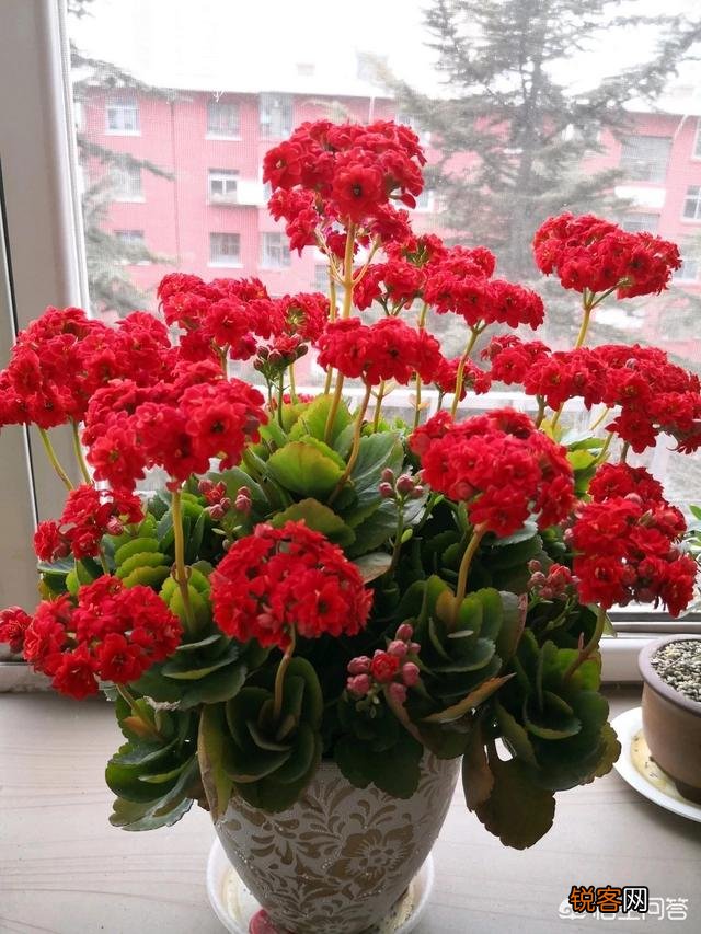 长寿花如何扦插？