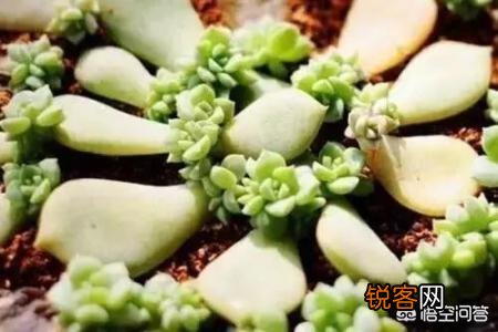 叶插多肉的养殖方法是什么？