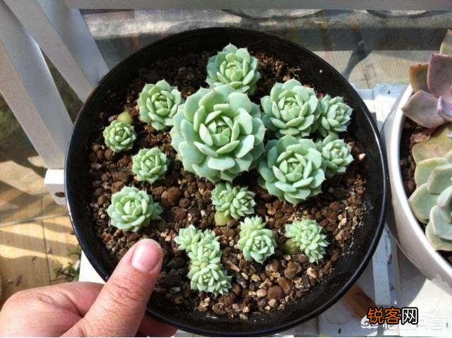 叶插多肉的养殖方法是什么？