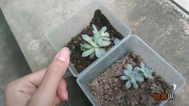 叶插多肉的养殖方法是什么？