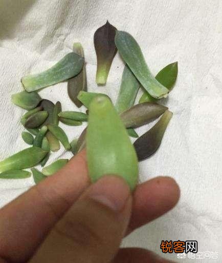 叶插多肉的养殖方法是什么？