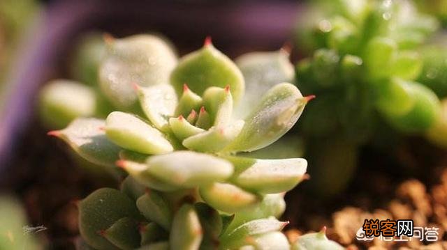 叶插多肉的养殖方法是什么？