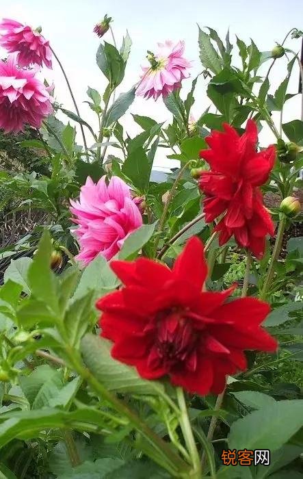 适合北方庭院种植的花卉,哪些好看又好养？