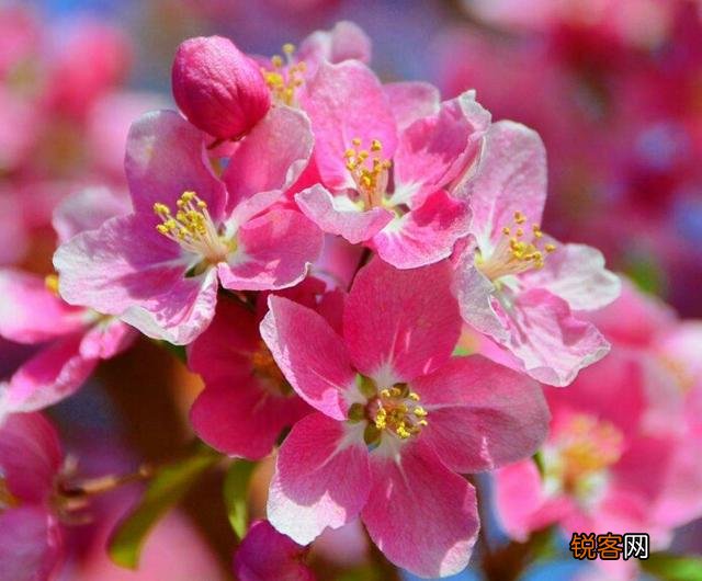 适合北方庭院种植的花卉,哪些好看又好养？