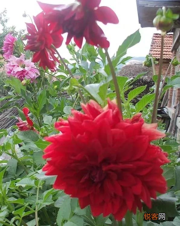 适合北方庭院种植的花卉,哪些好看又好养？