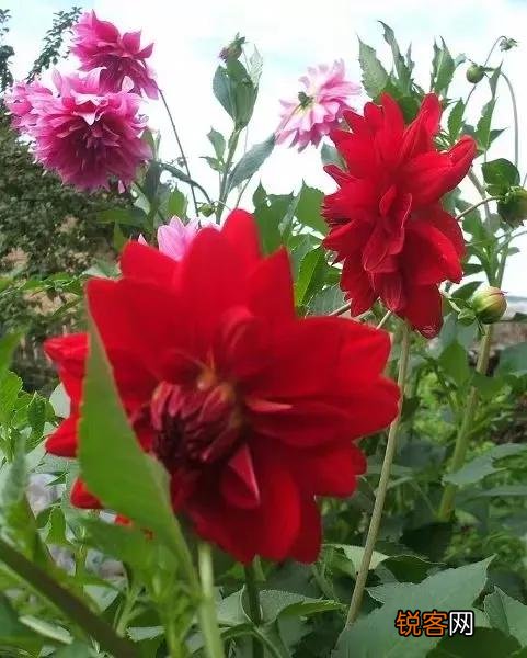 适合北方庭院种植的花卉,哪些好看又好养？