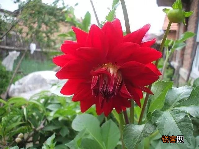 适合北方庭院种植的花卉,哪些好看又好养？