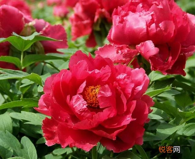 适合北方庭院种植的花卉,哪些好看又好养？