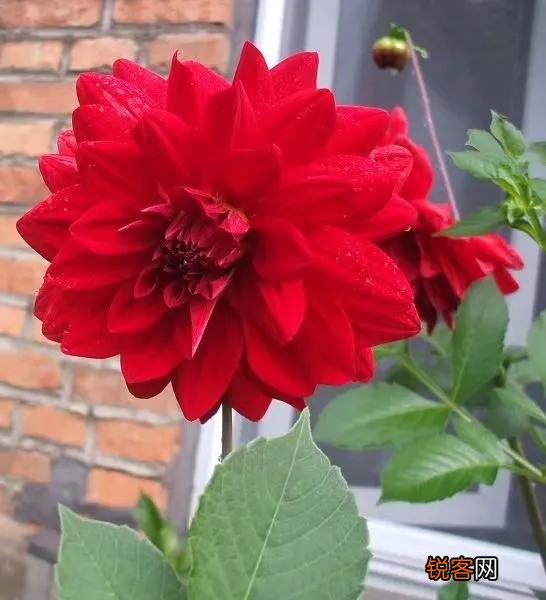 适合北方庭院种植的花卉,哪些好看又好养？