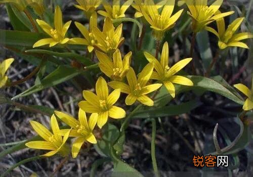 适合北方庭院种植的花卉,哪些好看又好养？