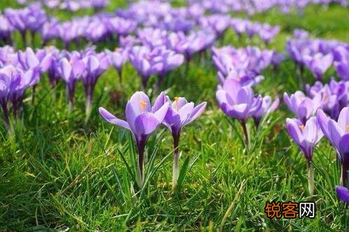适合北方庭院种植的花卉,哪些好看又好养？