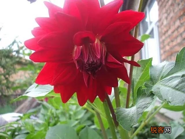 适合北方庭院种植的花卉,哪些好看又好养？