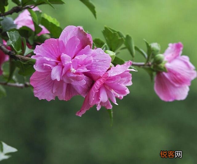适合北方庭院种植的花卉,哪些好看又好养？