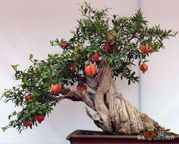 怎样给盆栽石榴浇水？