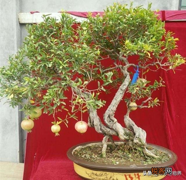 怎样给盆栽石榴浇水？