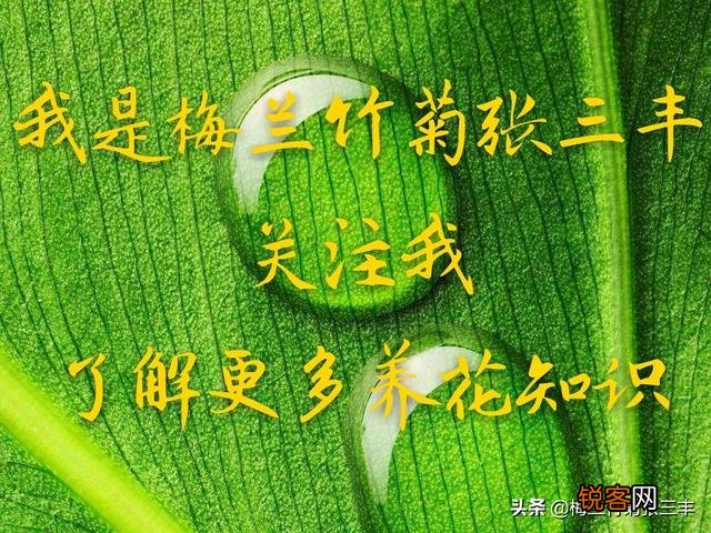 墨兰该如何养护？需要做好哪些管理工作？